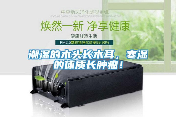 潮濕的木頭長木耳，寒濕的體質長腫瘤！